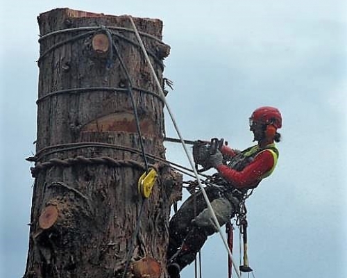 5-6-7-8 FEBBRAIO 2024  CORSO TREE-CLIMBING AVANZATO